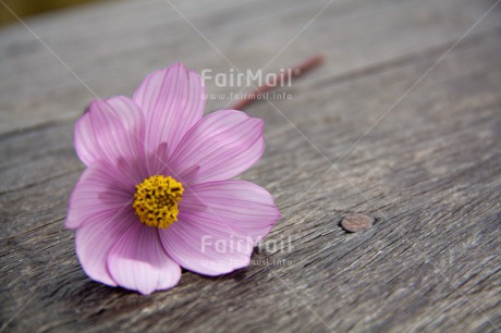 Fair Trade Photo Closeup, Colour image, Flower, Horizontal, Peru, Purple, South America, Wood