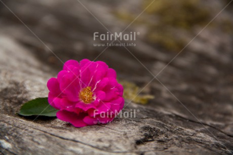 Fair Trade Photo Closeup, Colour image, Flower, Horizontal, Mothers day, Peru, Pink, Shooting style, South America, Wood