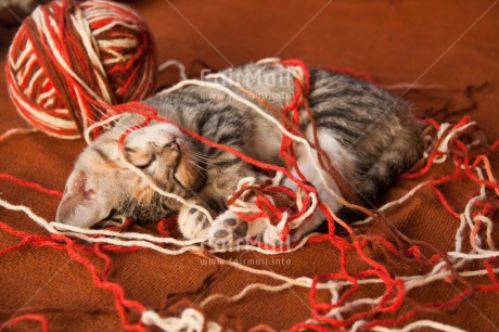 Fair Trade Photo Activity, Animals, Cat, Colour image, Cute, Funny, Horizontal, Kitten, Peru, Playing, South America