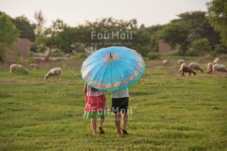 Fair Trade Photo Activity, Animals, Colour image, Cooperation, Friendship, Grass, Holiday, Horizontal, People, Peru, Rural, Sheep, South America, Together, Travel, Two children, Umbrella, Walking