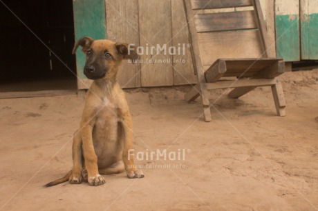 Fair Trade Photo Animals, Colour image, Cute, Dog, Horizontal, Peru, Puppy, South America