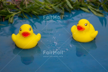 Fair Trade Photo Activity, Animals, Colour image, Cute, Duck, Horizontal, Swimming, Swimming diplome, Water