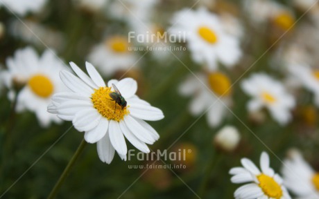 Fair Trade Photo Animals, Closeup, Colour image, Flower, Fly, Horizontal, Insect, Peru, Shooting style, South America