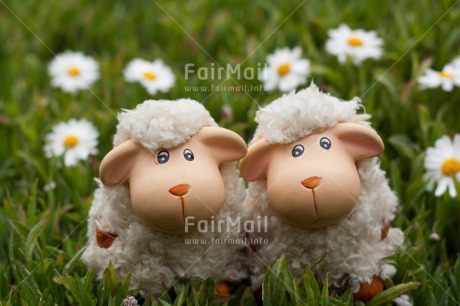 Fair Trade Photo Animals, Colour image, Cute, Friendship, Horizontal, Love, Outdoor, Peru, Sheep, South America, Summer, Together, Valentines day