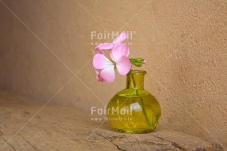 Fair Trade Photo Colour image, Fathers day, Flower, Glass, Green, Horizontal, Love, Mothers day, Peru, Pink, Sorry, South America, Thank you, Valentines day, Vase, Wood