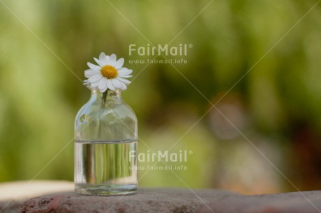 Fair Trade Photo Bottle, Colour image, Daisy, Day, Fathers day, Flower, Glass, Green, Horizontal, Love, Mothers day, Nature, Outdoor, Peace, Peru, South America, Valentines day
