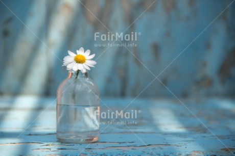 Fair Trade Photo Blue, Bottle, Colour image, Daisy, Day, Fathers day, Flower, Glass, Horizontal, Indoor, Light, Love, Mothers day, Peace, Peru, South America, Sunshine, Valentines day, Vintage