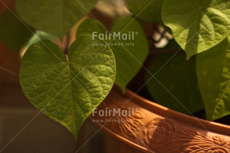 Fair Trade Photo Colour image, Fathers day, Green, Heart, Horizontal, Leaf, Light, Love, Mothers day, Peru, Plant, Pot, Sorry, South America, Sunshine, Thank you, Valentines day