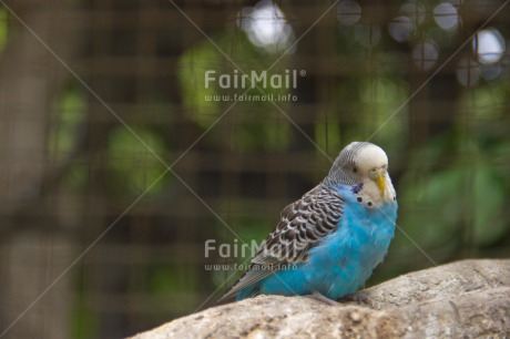 Fair Trade Photo Animals, Bird, Blue, Colour image, Day, Horizontal, Nature, Outdoor, Peru, South America, Wildlife