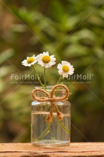 Fair Trade Photo Colour image, Condolence-Sympathy, Daisy, Day, Fathers day, Flower, Friendship, Gift, Glass, Love, Marriage, Mothers day, Nature, Outdoor, Peru, Plant, Ribbon, Rope, Seasons, Sorry, South America, Spring, Thank you, Valentines day, Vertical, Wedding, White