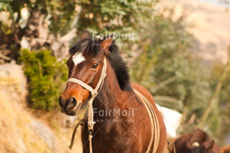 Fair Trade Photo Animals, Brown, Colour image, Day, Funny, Horizontal, Horse, Mountain, Outdoor, Peru, Rural, South America