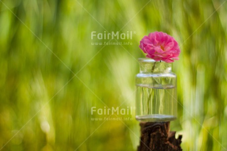 Fair Trade Photo Colour image, Day, Fathers day, Flower, Friendship, Glass, Green, Horizontal, Love, Marriage, Mothers day, Nature, Outdoor, Peru, Pink, Plant, Seasons, Sorry, South America, Spring, Thank you, Valentines day, Wedding