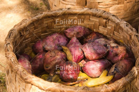 Fair Trade Photo Basket, Colour image, Day, Food and alimentation, Horizontal, Mountain, Outdoor, Peru, Potatoe, Rural, South America
