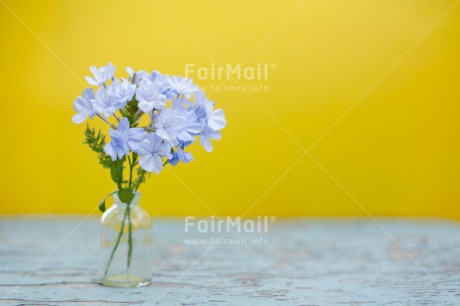 Fair Trade Photo Blue, Colour image, Contrast, Fathers day, Flowers, Glass, Horizontal, Love, Marriage, Mothers day, Peru, Sorry, South America, Thank you, Valentines day, Wedding, Yellow
