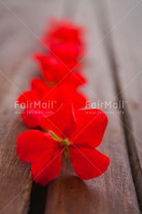 Fair Trade Photo Colour image, Contrast, Fathers day, Flowers, Love, Marriage, Mothers day, Peru, Red, Sorry, South America, Thank you, Valentines day, Vertical, Wedding, Wood