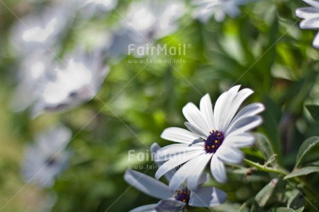 Fair Trade Photo Birthday, Colour image, Colourful, Daisy, Flower, Horizontal, Love, Marriage, Mothers day, Peru, Sorry, South America, Thank you, Thinking of you, Wedding