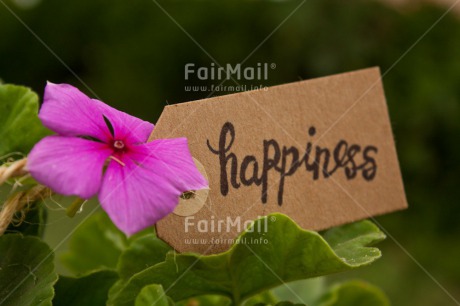 Fair Trade Photo Colour image, Emotions, Flower, Green, Happiness, Happy, Horizontal, Indoor, Letter, Letters, Nature, Peru, Purple, South America, Text