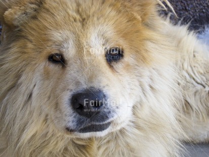Fair Trade Photo Activity, Animals, Closeup, Colour image, Cute, Dog, Horizontal, Looking at camera, Peru, South America