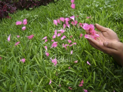 Fair Trade Photo Colour image, Day, Flower, Garden, Grass, Green, Hand, Horizontal, Love, Nature, Outdoor, Peru, Pink, Seasons, South America, Summer, Thinking of you, Wind