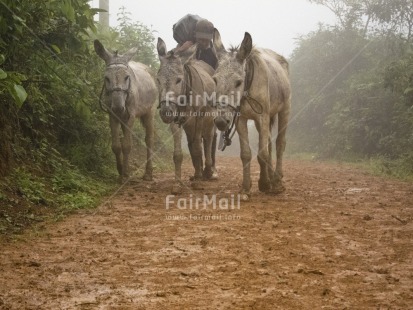 Fair Trade Photo Activity, Animals, Colour image, Donkey, Friendship, Horizontal, Mist, Nature, Outdoor, Peru, Rural, South America, Together, Walking
