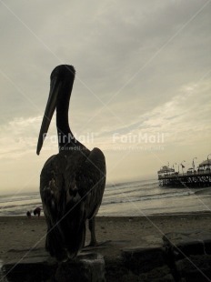 Fair Trade Photo Activity, Animals, Backlit, Beach, Colour image, Evening, Outdoor, Pelican, Peru, Silhouette, Sitting, South America, Vertical