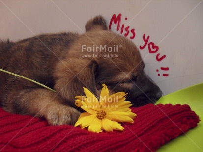 Fair Trade Photo Animals, Colour image, Cute, Dog, Flower, Friendship, Horizontal, Indoor, Letter, Love, Miss you, Peru, Red, South America, Studio, Thinking of you, White, Yellow