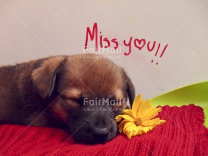 Fair Trade Photo Animals, Colour image, Cute, Dog, Flower, Friendship, Horizontal, Indoor, Letter, Love, Miss you, Peru, Red, South America, Studio, Thinking of you, White, Yellow