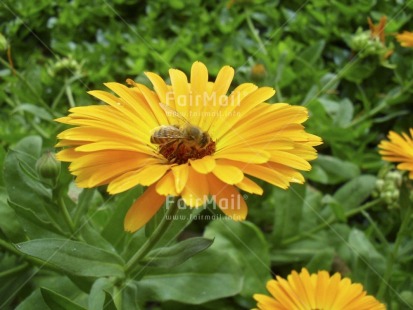 Fair Trade Photo Animals, Bee, Colour image, Day, Flower, Green, Horizontal, Outdoor, Peru, Seasons, South America, Spring, Summer, Sustainability, Values, Yellow