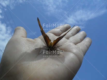 Fair Trade Photo Animals, Butterfly, Closeup, Colour image, Day, Hand, Horizontal, Insect, Low angle view, Outdoor, People, Peru, Seasons, Sky, South America, Spring, Summer