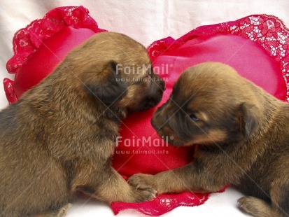 Fair Trade Photo Animals, Colour image, Cute, Day, Dog, Heart, Horizontal, Indoor, Love, Peru, Red, South America, Together, Valentines day