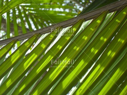 Fair Trade Photo Closeup, Colour image, Day, Green, Horizontal, Light, Nature, Outdoor, Peru, Plant, South America, Tree