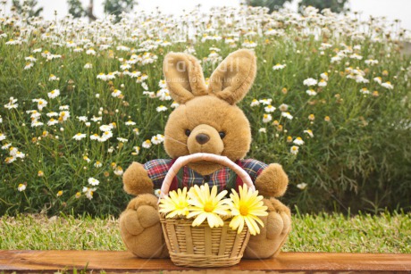 Fair Trade Photo Animals, Birthday, Bucket, Colour image, Congratulations, Flower, Friendship, Get well soon, Grass, Green, Love, Mothers day, Outdoor, Peluche, Peru, Rabbit, Sorry, South America, Thinking of you, Valentines day, Yellow