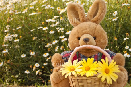 Fair Trade Photo Animals, Birthday, Bucket, Colour image, Congratulations, Flower, Friendship, Get well soon, Grass, Green, Love, Mothers day, Outdoor, Peluche, Peru, Rabbit, Sorry, South America, Thinking of you, Valentines day, Yellow