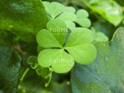 Fair Trade Photo Clover, Colour image, Day, Forest, Good luck, Green, Horizontal, Leaf, Nature, Outdoor, Peru, Plant, South America, Trefoil