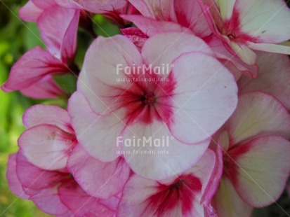 Fair Trade Photo Closeup, Colour image, Day, Flower, Horizontal, Nature, Outdoor, Peru, Pink, South America