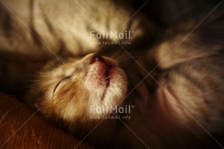 Fair Trade Photo Animals, Baby, Birth, Cat, Closeup, Colour image, Cute, Horizontal, Indoor, New baby, People, Peru, South America, Young