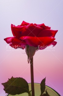 Fair Trade Photo Closeup, Colour image, Flower, Indoor, Love, Marriage, Mothers day, Peru, Red, Rose, South America, Studio, Valentines day, Vertical, Waterdrop