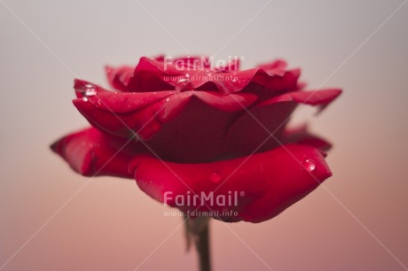 Fair Trade Photo Closeup, Colour image, Flower, Horizontal, Indoor, Love, Marriage, Mothers day, Peru, Red, Rose, South America, Studio, Valentines day, Waterdrop