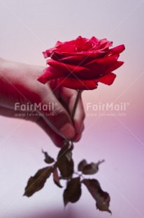 Fair Trade Photo Activity, Closeup, Colour image, Flower, Giving, Hand, Indoor, Love, Marriage, Mothers day, Peru, Red, Rose, South America, Studio, Valentines day, Vertical