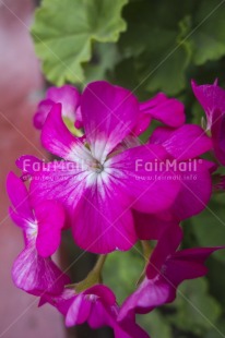 Fair Trade Photo Closeup, Colour image, Flower, Nature, Peru, Pink, South America, Vertical