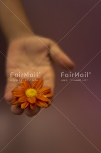 Fair Trade Photo Activity, Care, Colour image, Flower, Giving, Hand, Indoor, Peru, Responsibility, Sharing, South America, Studio, Sustainability, Values, Vertical