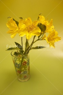 Fair Trade Photo Colour image, Flower, Peru, South America, Studio, Vertical, Yellow