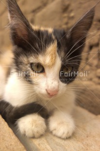 Fair Trade Photo Animals, Cat, Closeup, Cute, Peru, South America, Vertical