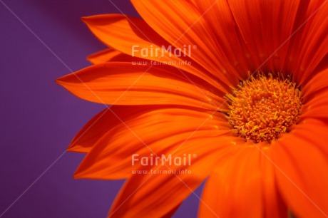Fair Trade Photo Closeup, Colour image, Flower, Horizontal, Peru, Purple, Red, South America