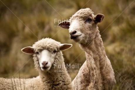 Fair Trade Photo Animals, Friendship, Horizontal, Sheep, Together