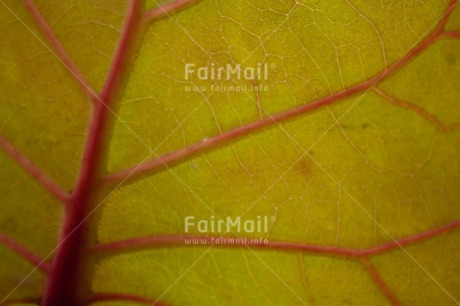 Fair Trade Photo Closeup, Horizontal, Leaf, Nature, Plant