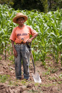 Fair Trade Photo 50-55 years, Activity, Agriculture, Casual clothing, Clothing, Corn, Day, Farmer, Latin, Looking at camera, Outdoor, Portrait fullbody, Rural, Sombrero, Vertical