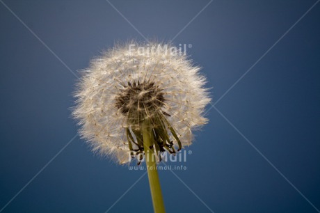 Fair Trade Photo Condolence-Sympathy, Flower, Good luck, Horizontal, Sky, Thinking of you