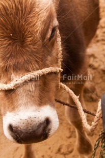 Fair Trade Photo Agriculture, Animals, Brown, Closeup, Cow, Market, Rope, Vertical
