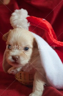 Fair Trade Photo Animals, Christmas, Closeup, Colour image, Cute, Dog, Peru, Puppy, Red, South America, Vertical, White